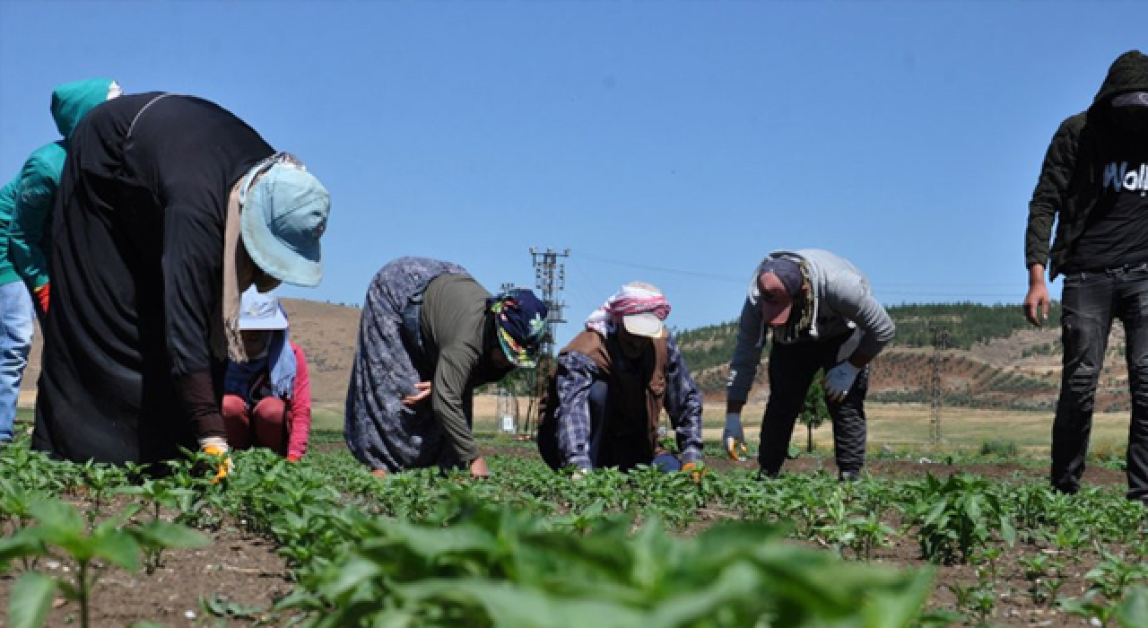 Tarım işçilerinin aşılanmasına başlanacak