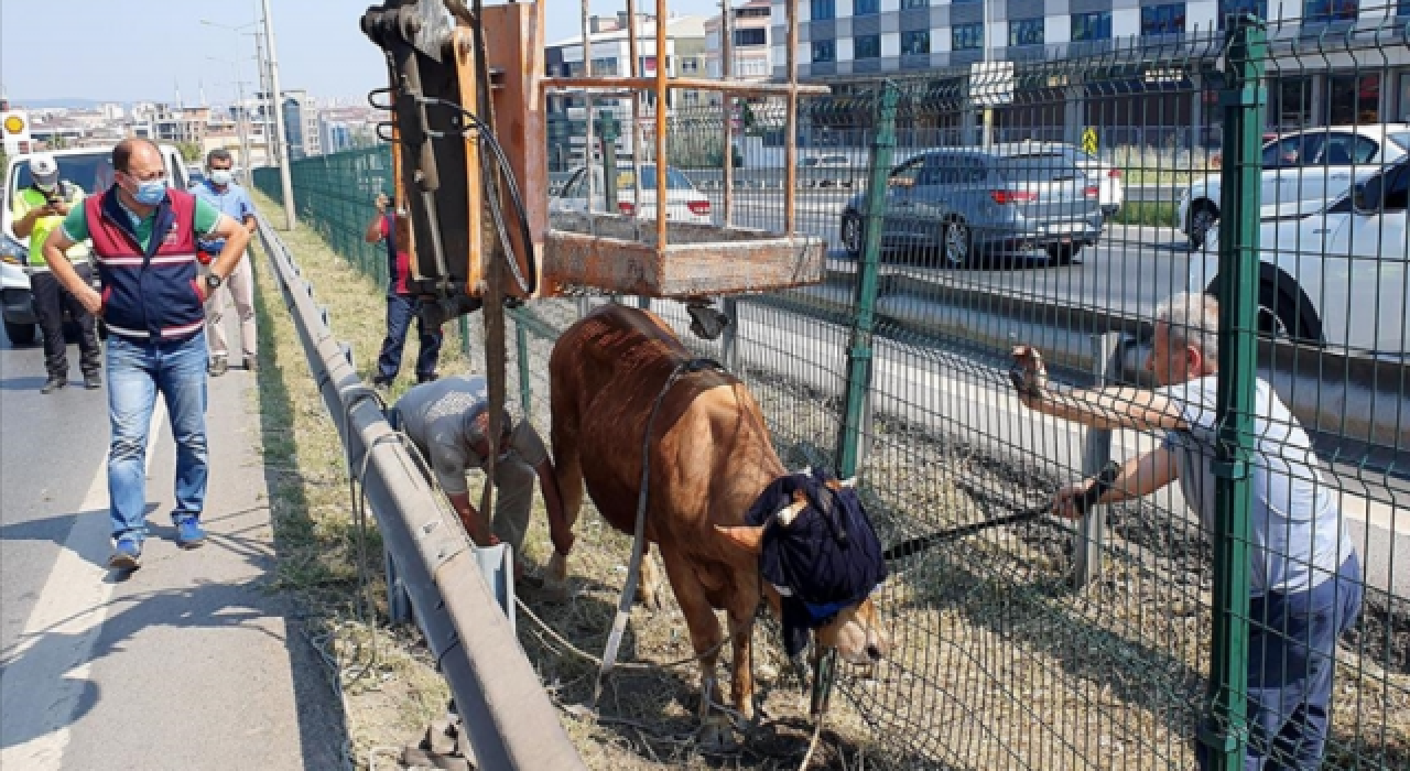 İstanbul'da kamyonetten atlayan kurbanlık boğa D-100'de trafiğe neden oldu