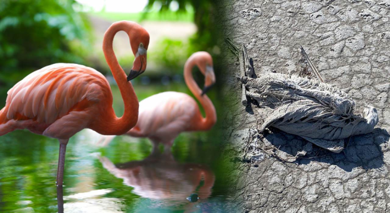 Tuz Gölü'ne su akışının kesilmesi nedeniyle, yüzlerce flamingo öldü