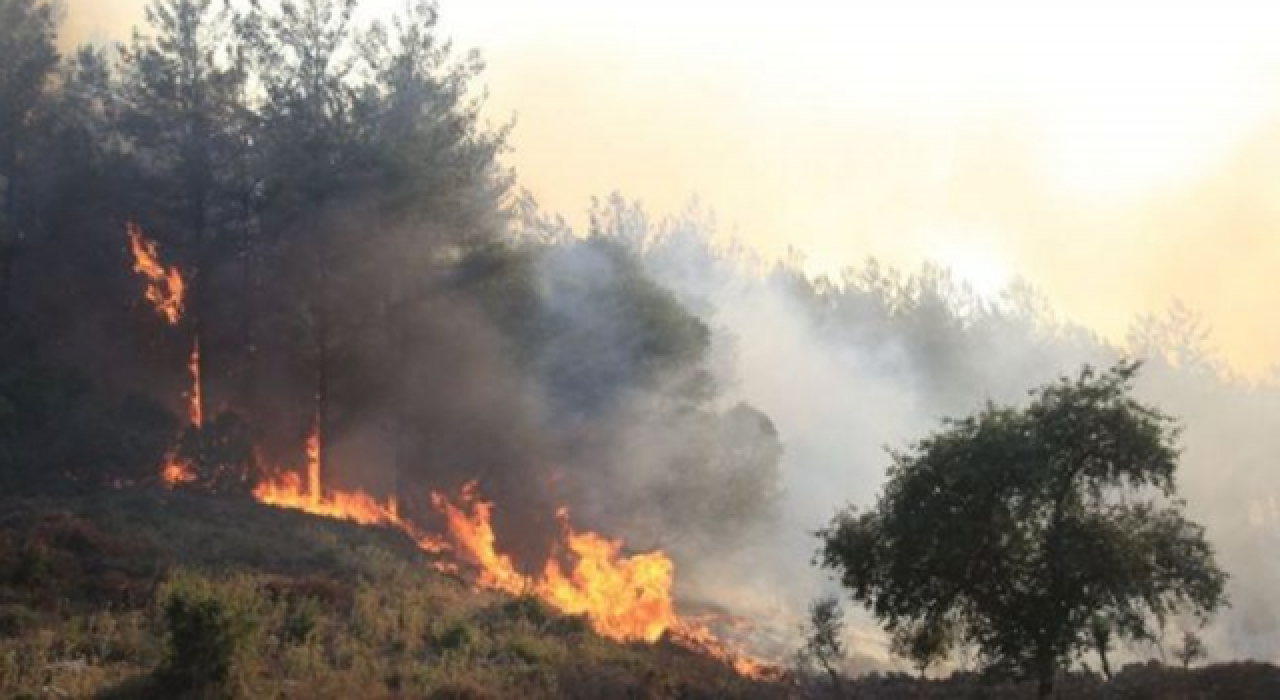 Alanya'da orman yangını