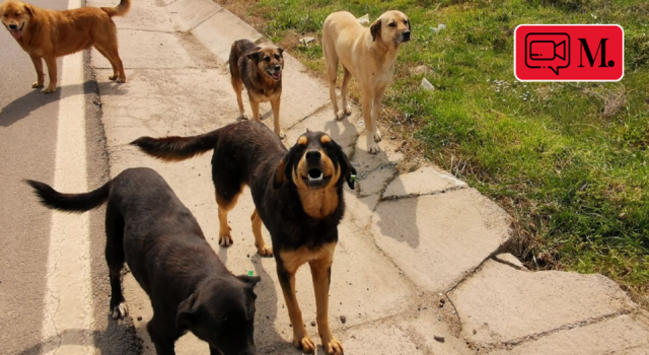 Bisiklet sürerken sokak köpeği saldırısına uğradı!