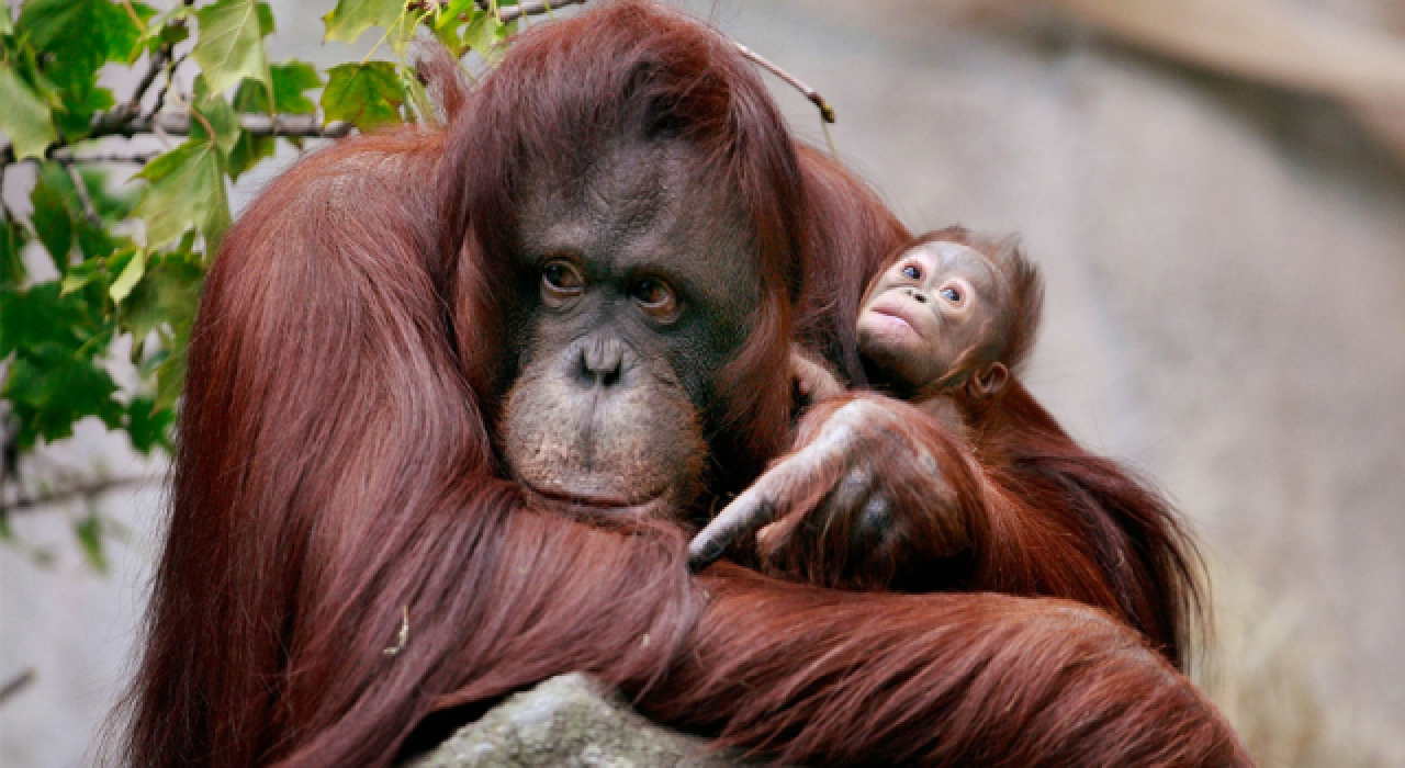 Dünya Orangutan Günü Kutlu Olsun