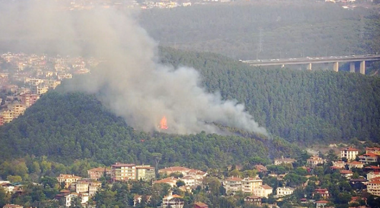 İstanbul Beykoz'da ormanlık alanda yangın!