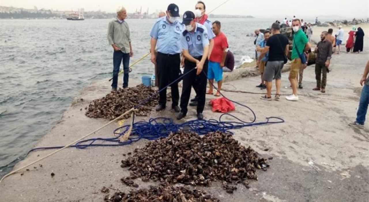 İstanbul'da kaçak yollarla avlanan yarım ton midye denize bırakıldı