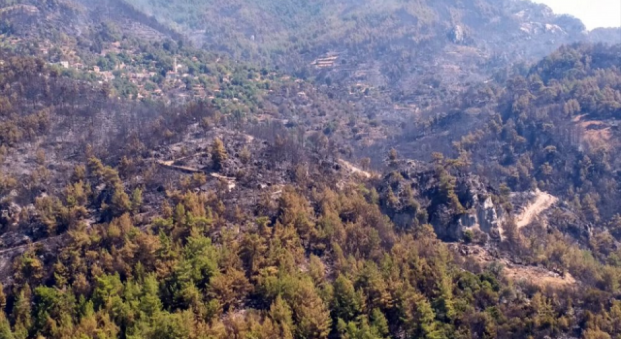 Muğla’nın orman varlığı yüzde 60’a düştü