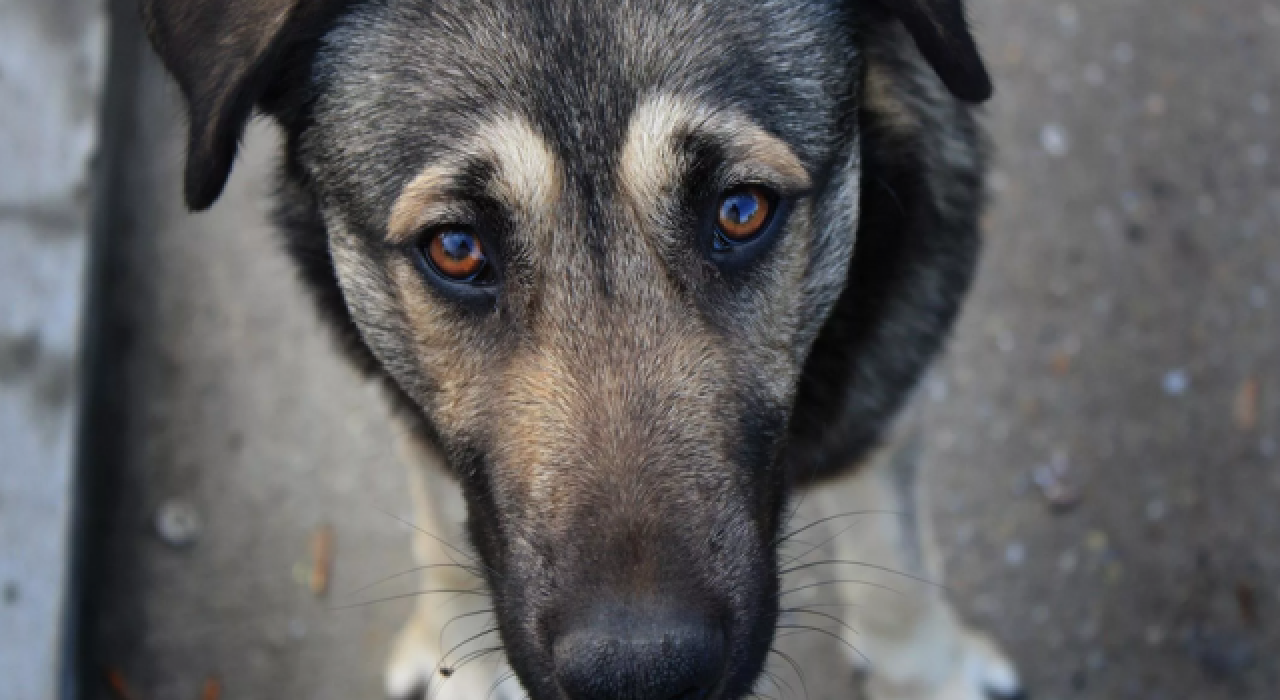 Sokak köpeğine çarptı sonra kaçtı!