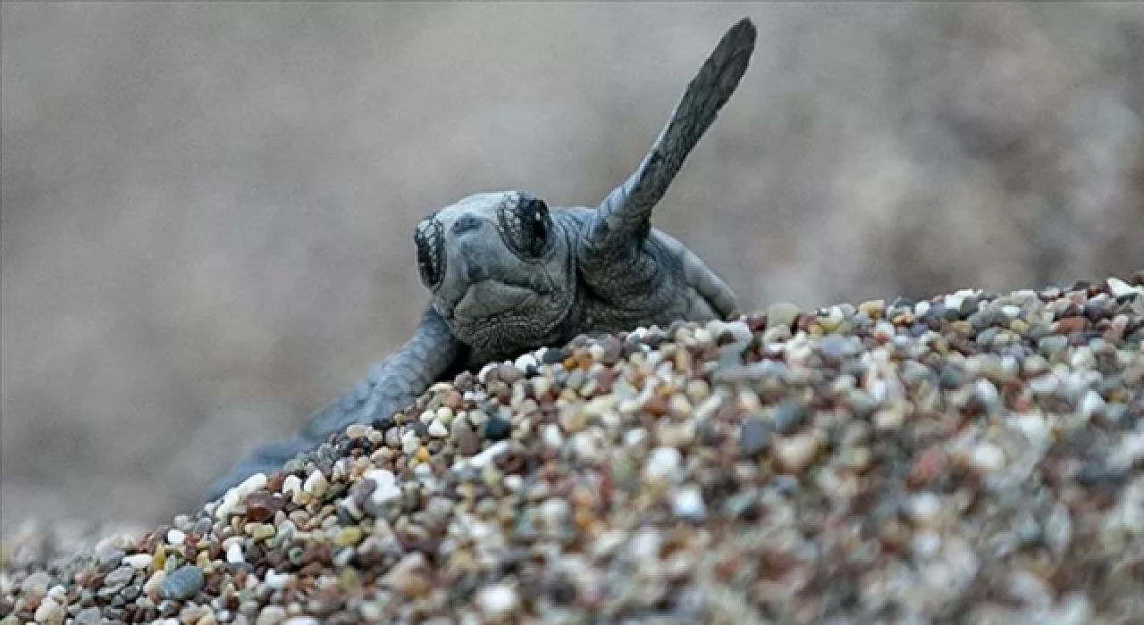 Yavru caretta carettalar yangının dumanından yönünü bulamadı