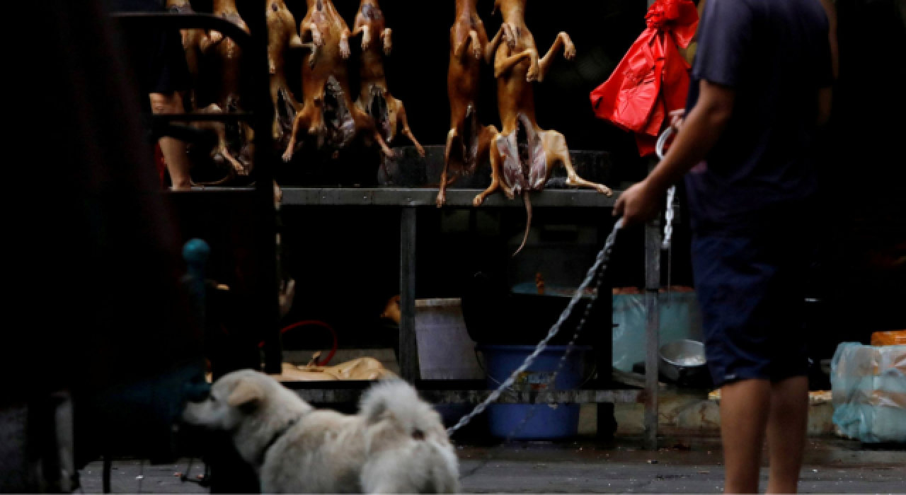 Güney Kore’de köpek eti tüketimi yasaklanabilir