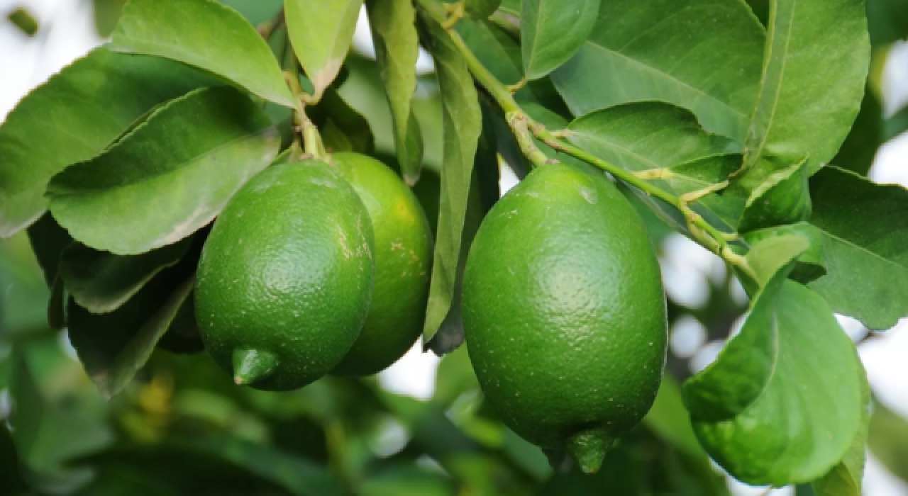 Hasadına başlanan limonda bu yıl hedef 500 bin tondan fazla ihracat