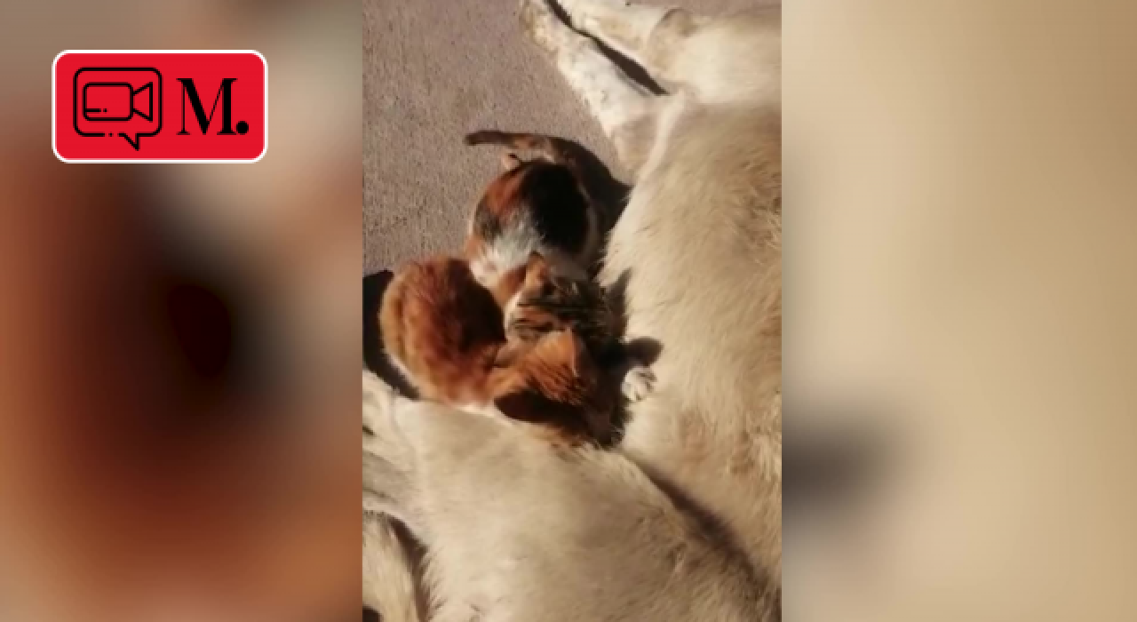 "Hediye" köpek, yavru kedilere annelik yapıyor