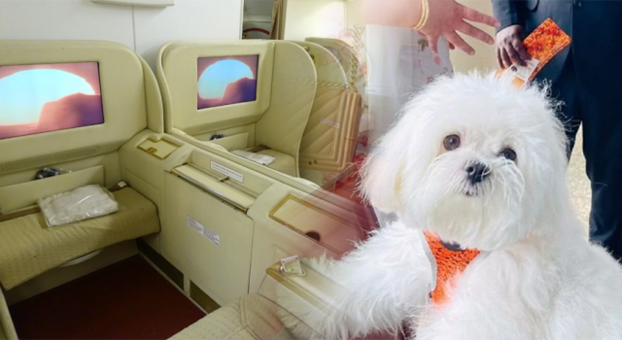 Köpeğiyle rahat seyahat etmek için Business Class'ı kapattı