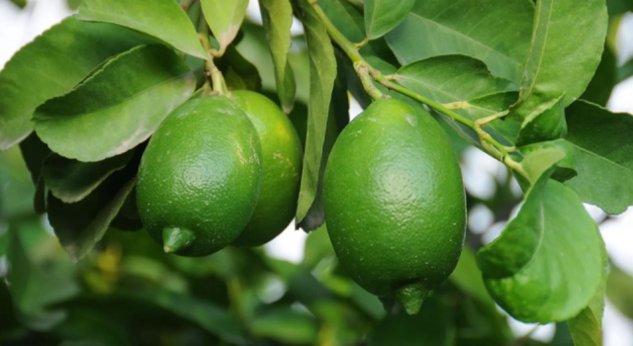 Sezonun ilk limonunun fiyatı belli oldu