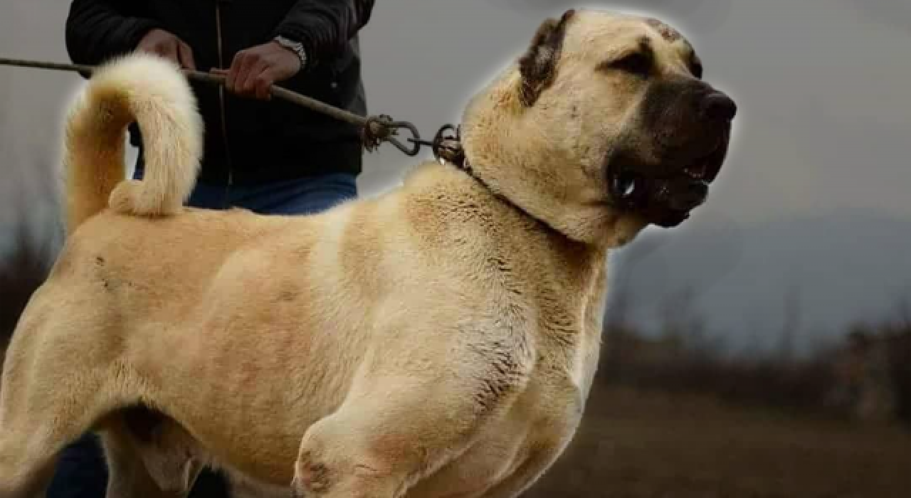 Sivas Kangal köpeklerinin genetiği çiple korunuyor