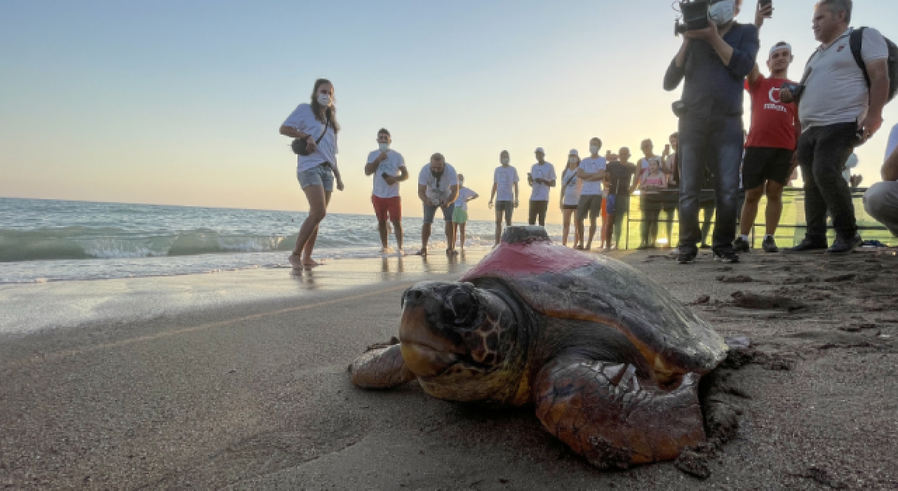 Uydu takip cihazı takılan caretta caretta denize bırakıldı