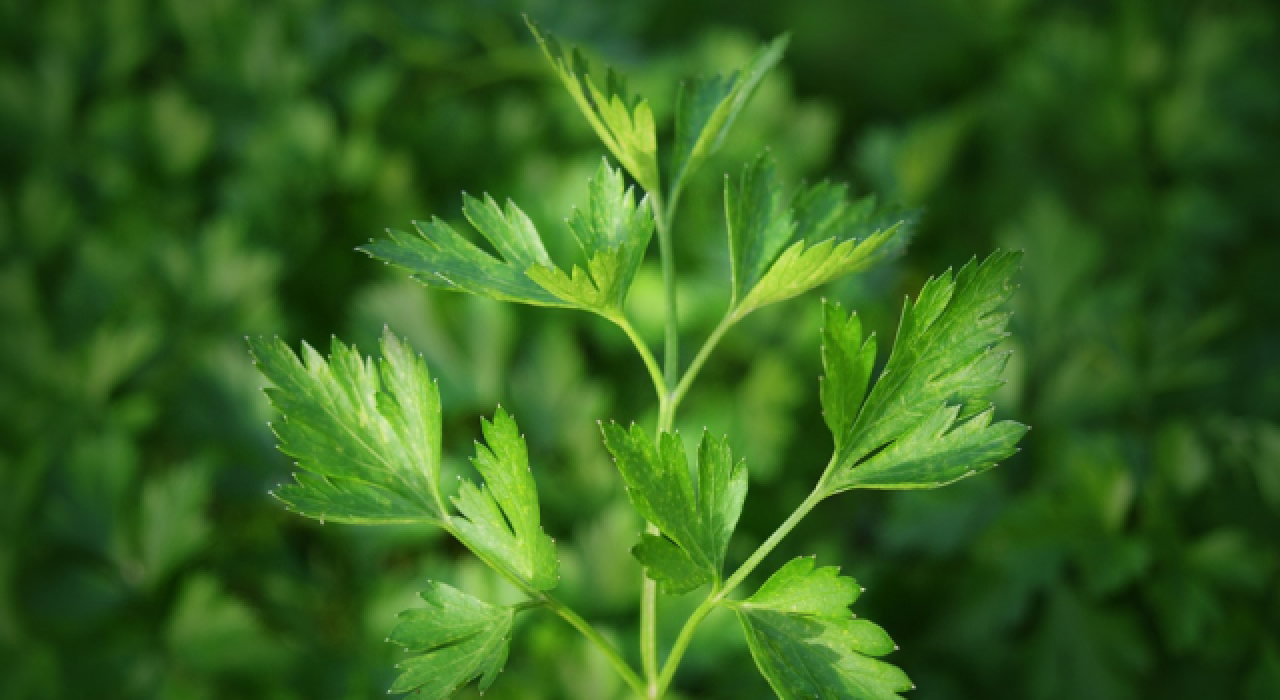 Yeni bir maydanoz türü keşfedildi: "Apiaceae"