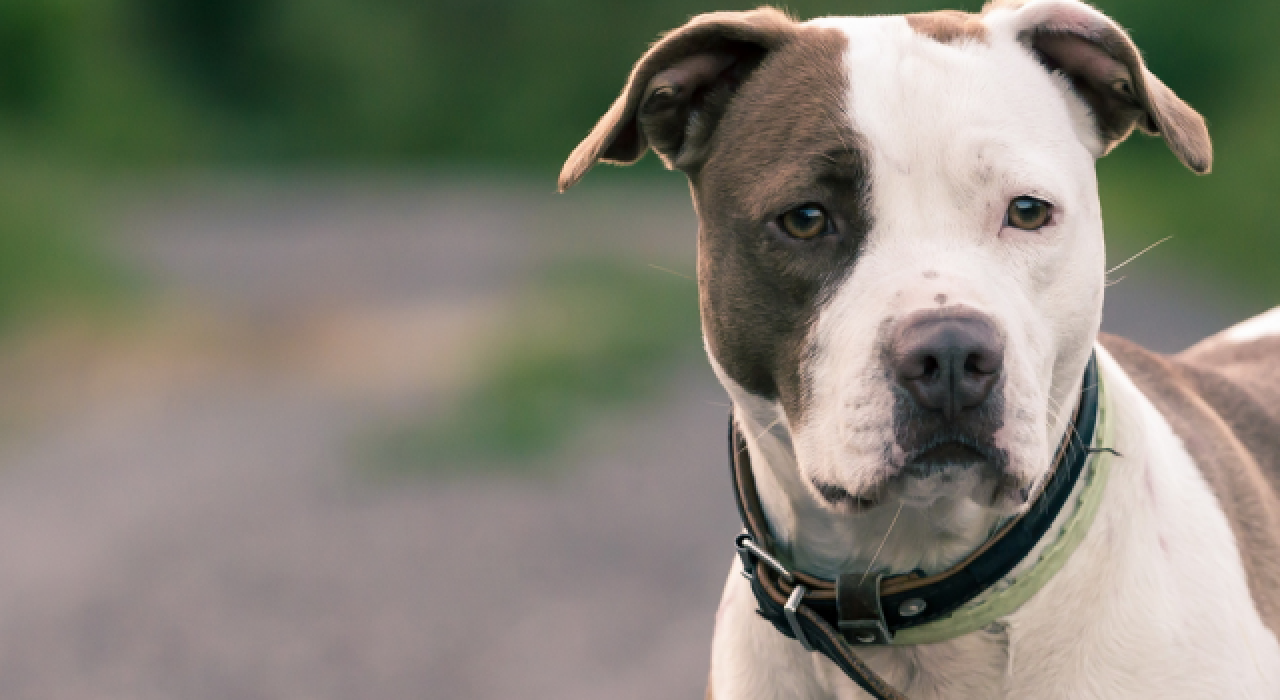 Pitbull cinsi köpeğin saldırısına uğrayan adamın burnu koptu!