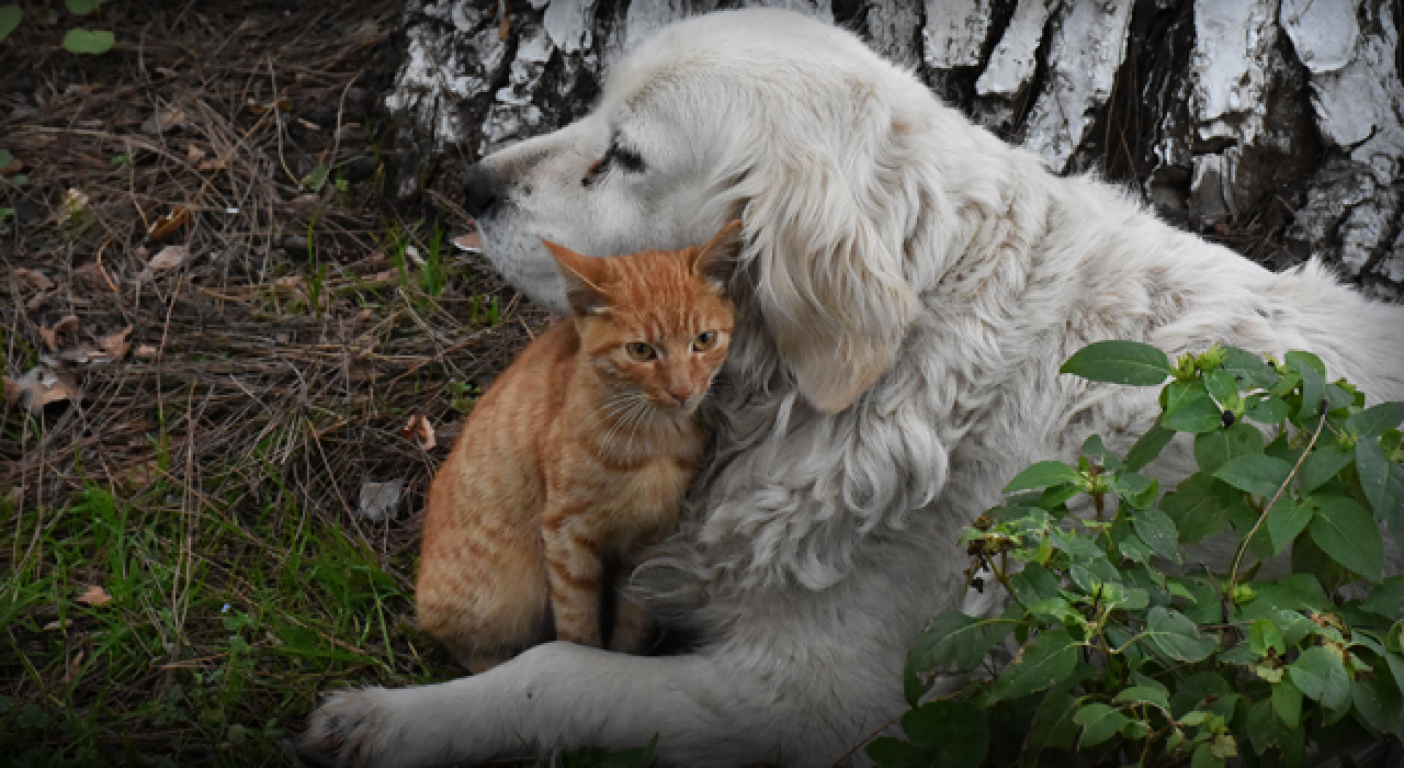 Kediyle köpek birbirlerinden ayrılmıyor