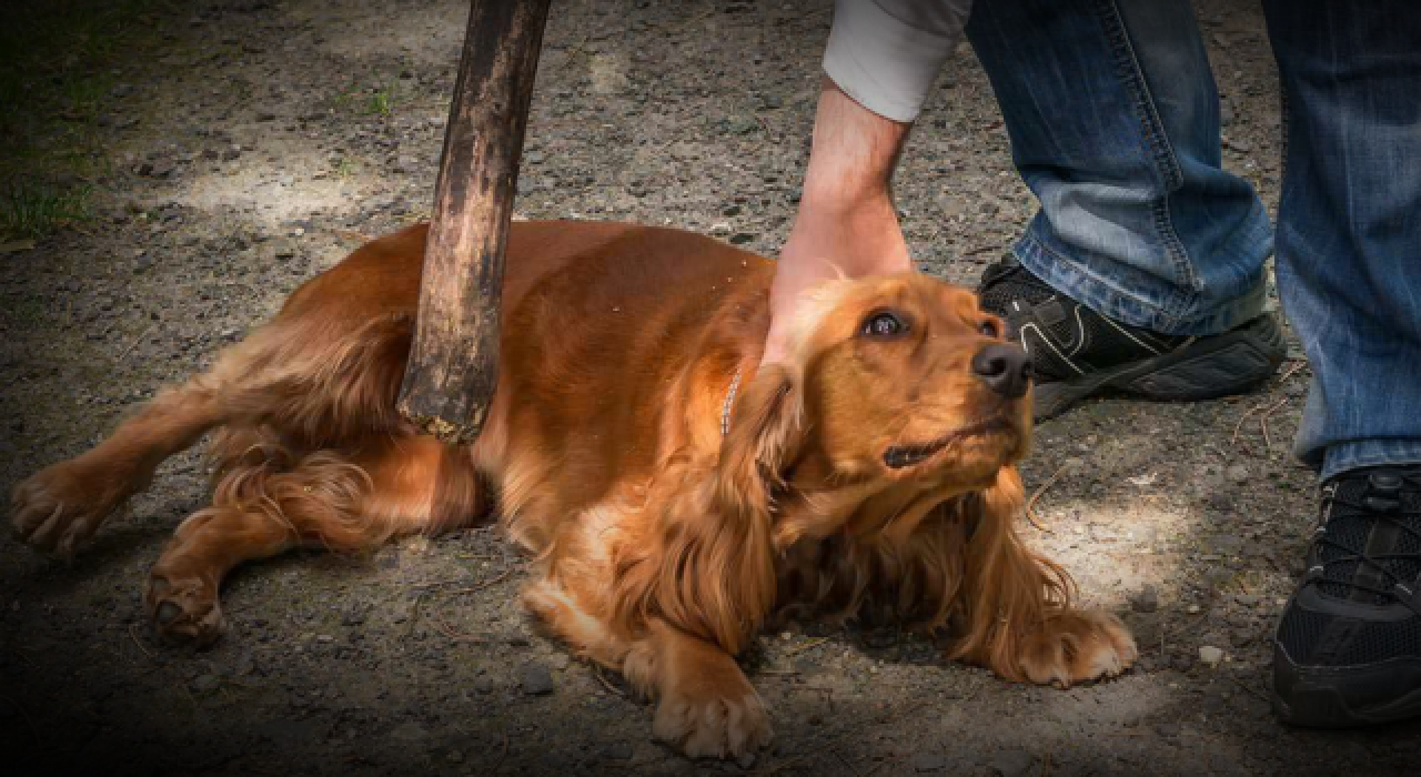 Köpeğini döven kişiye para cezası kesildi "Eğitim veriyordum"