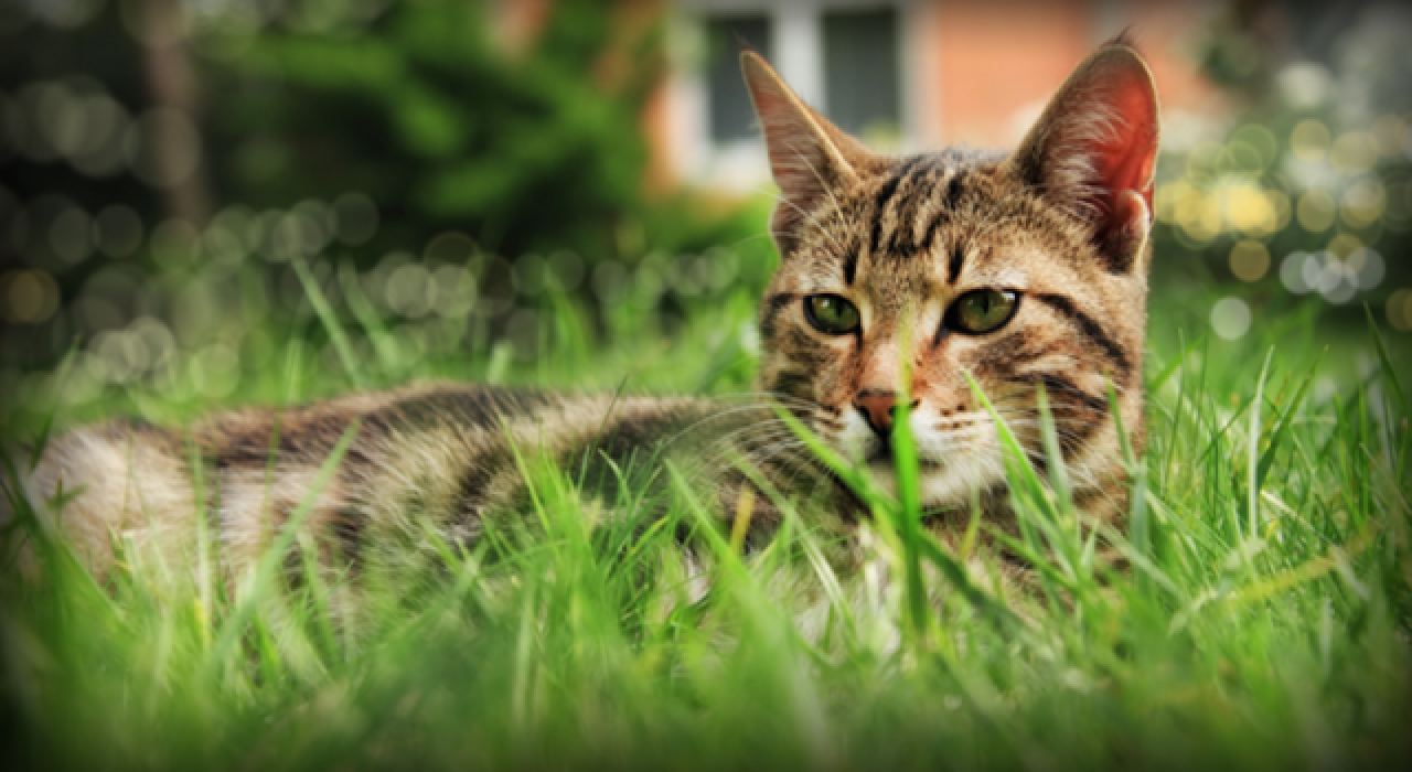 Manisa'da "seri kedi katili" aranıyor!