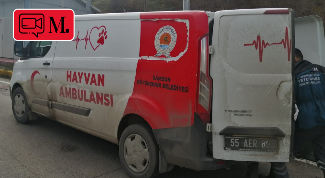 Samsun'da trafik polisleri yaralı köpeğin imdadına yetişti