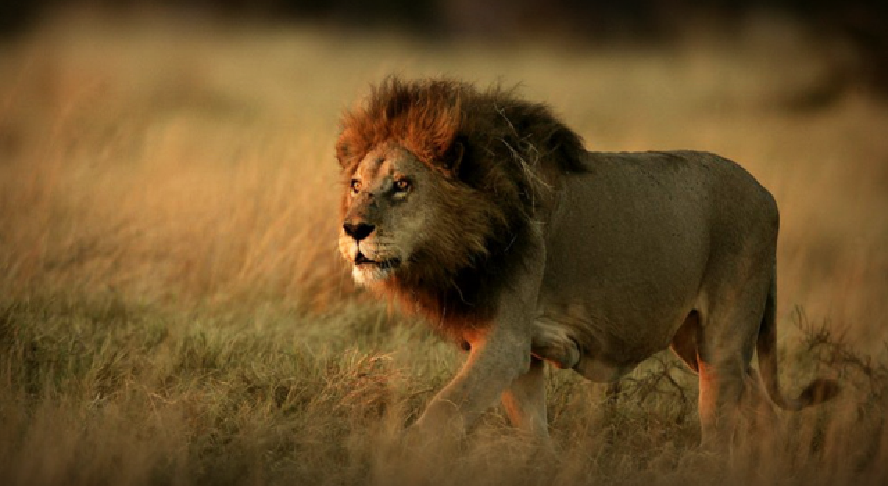 Aslan, yeni doğan yavrusunu yedi