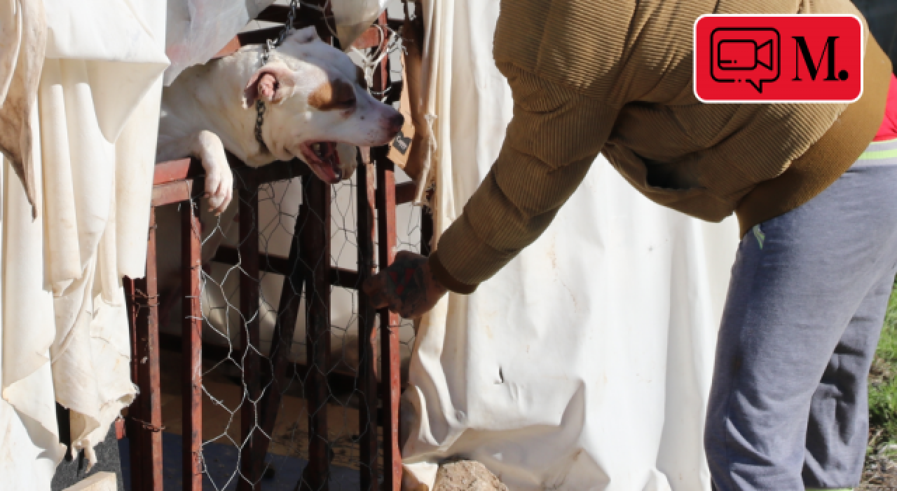 Denizli'de pitbull dehşeti! 13 yaşındaki çocuk yaralandı