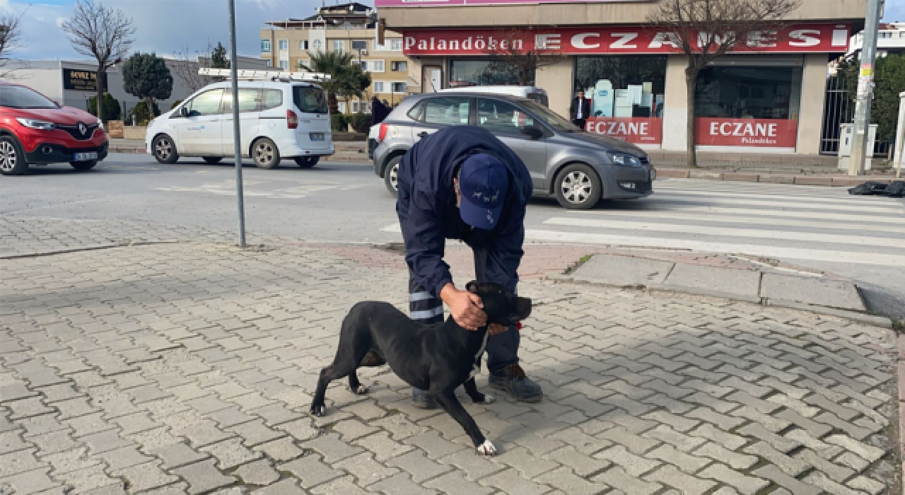 Okulun bahçesine giren pitbull 5 öğrenciyi yaraladı