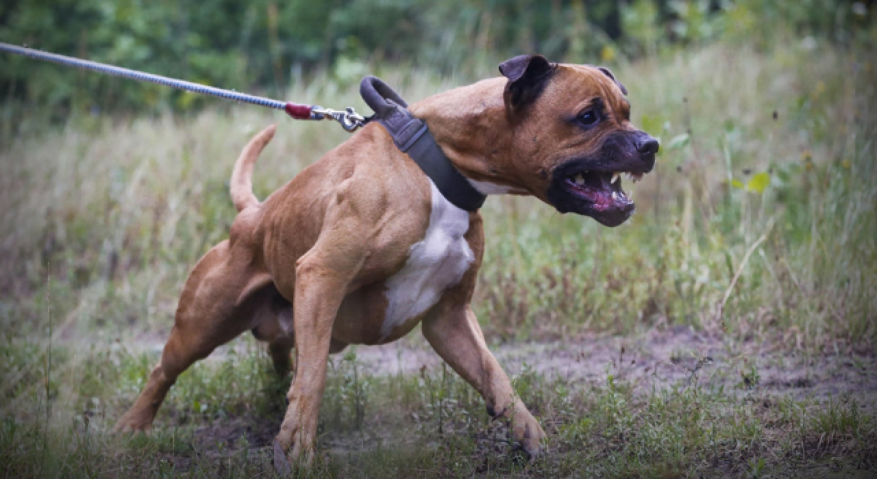 Pitbull saldırısı sonrası sahibinin ifadesi ortaya çıktı