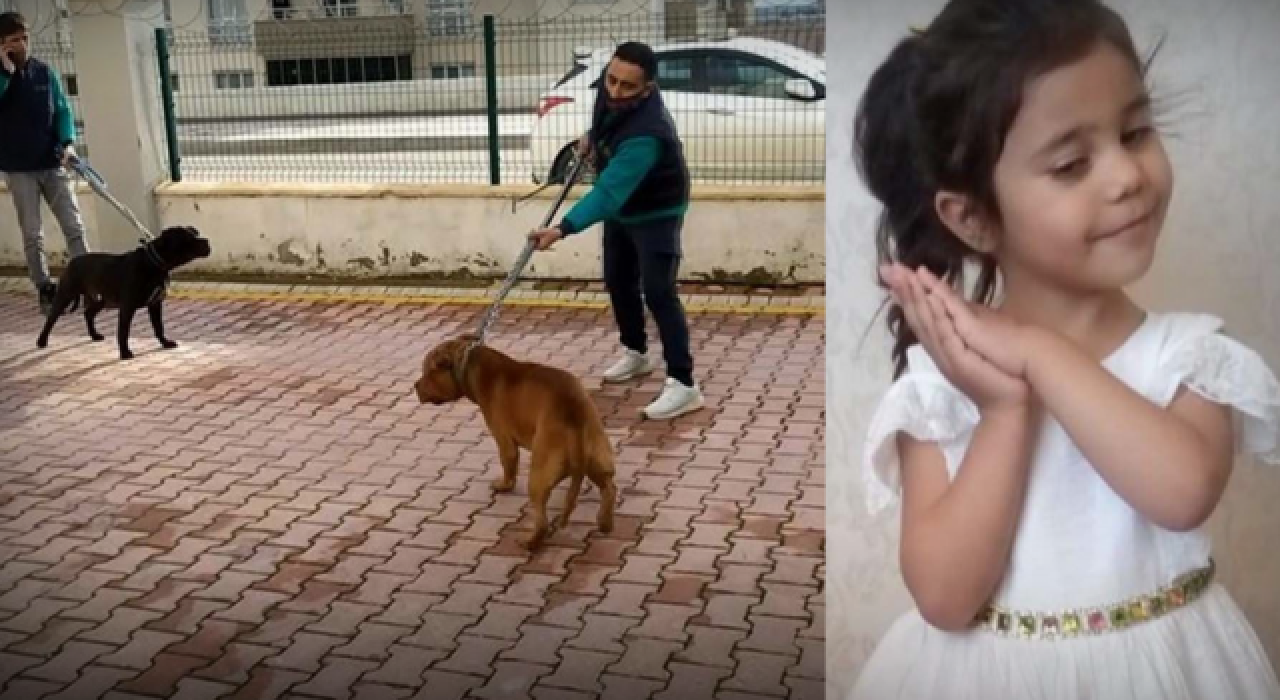 Pitbull saldırısına uğrayan Asiye Ateş yoğun bakımdan çıktı