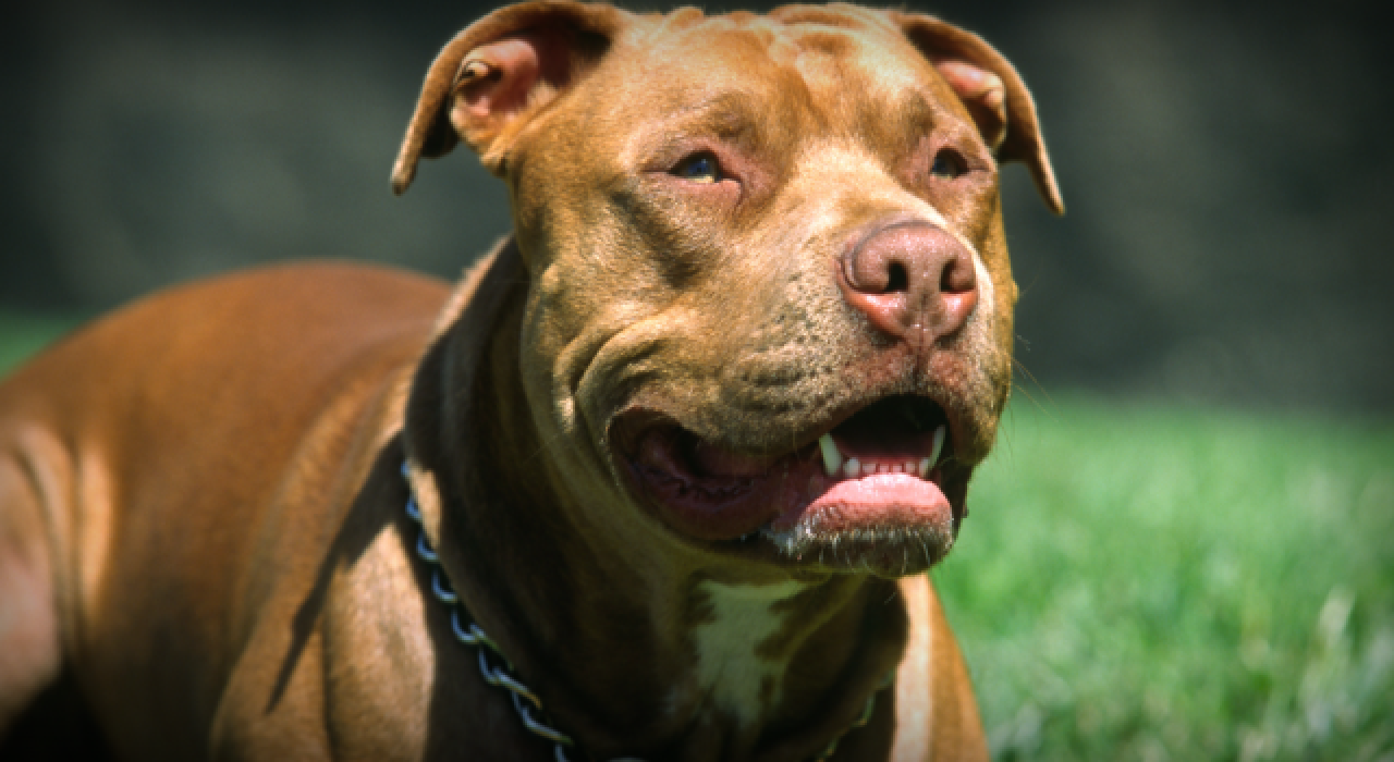 Yargıtay'dan 'pitbull saldırısı' kararı!