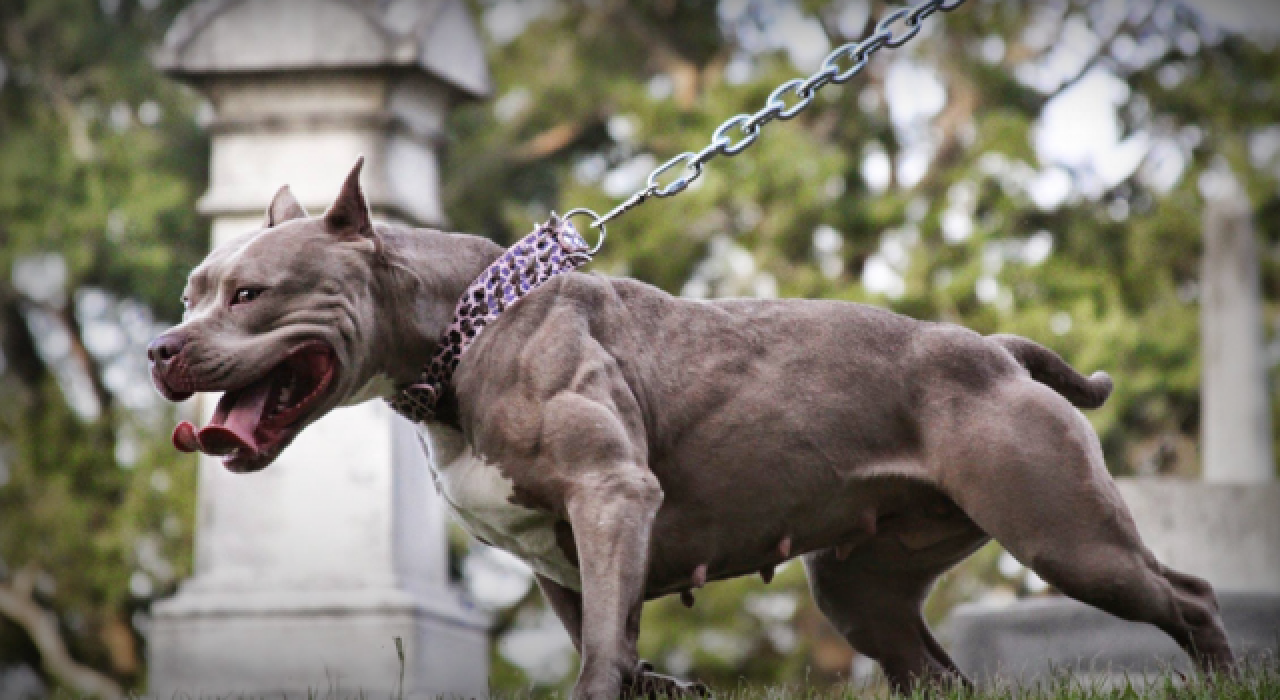 Yasak köpek ırklarını açık alanda gezdirenlere ceza kesildi