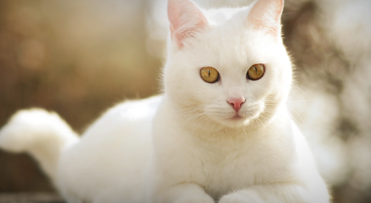 Dev kedi 'Kefir'in ağırlığı 12.5 kilograma ulaştı