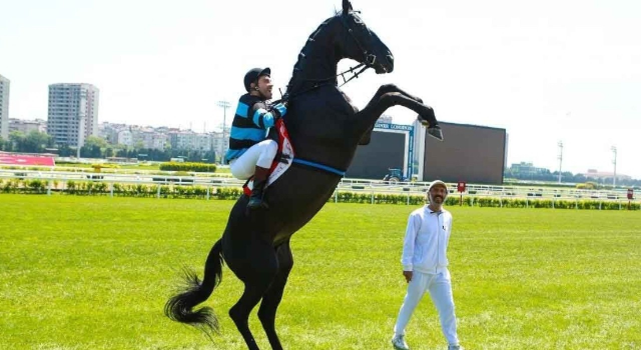 Dünya Üzerinde En İyi Derece Yapan Atlar Listesi