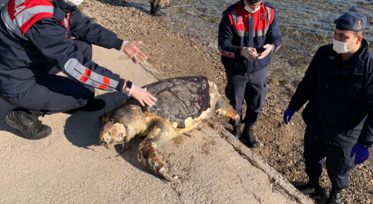 İzmir'de bir caretta caretta sahilde cansız halde bulundu