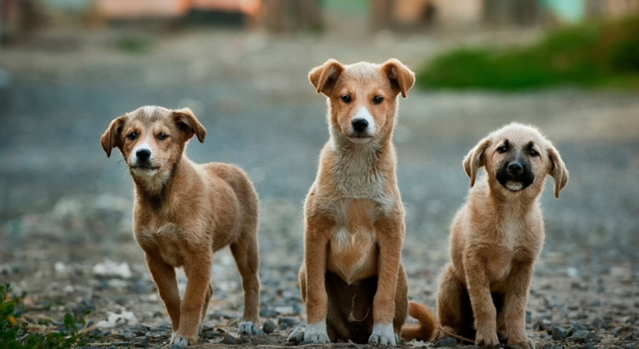 Köpek saldırısıyla karşılaşılması halinde neler yapılmalı