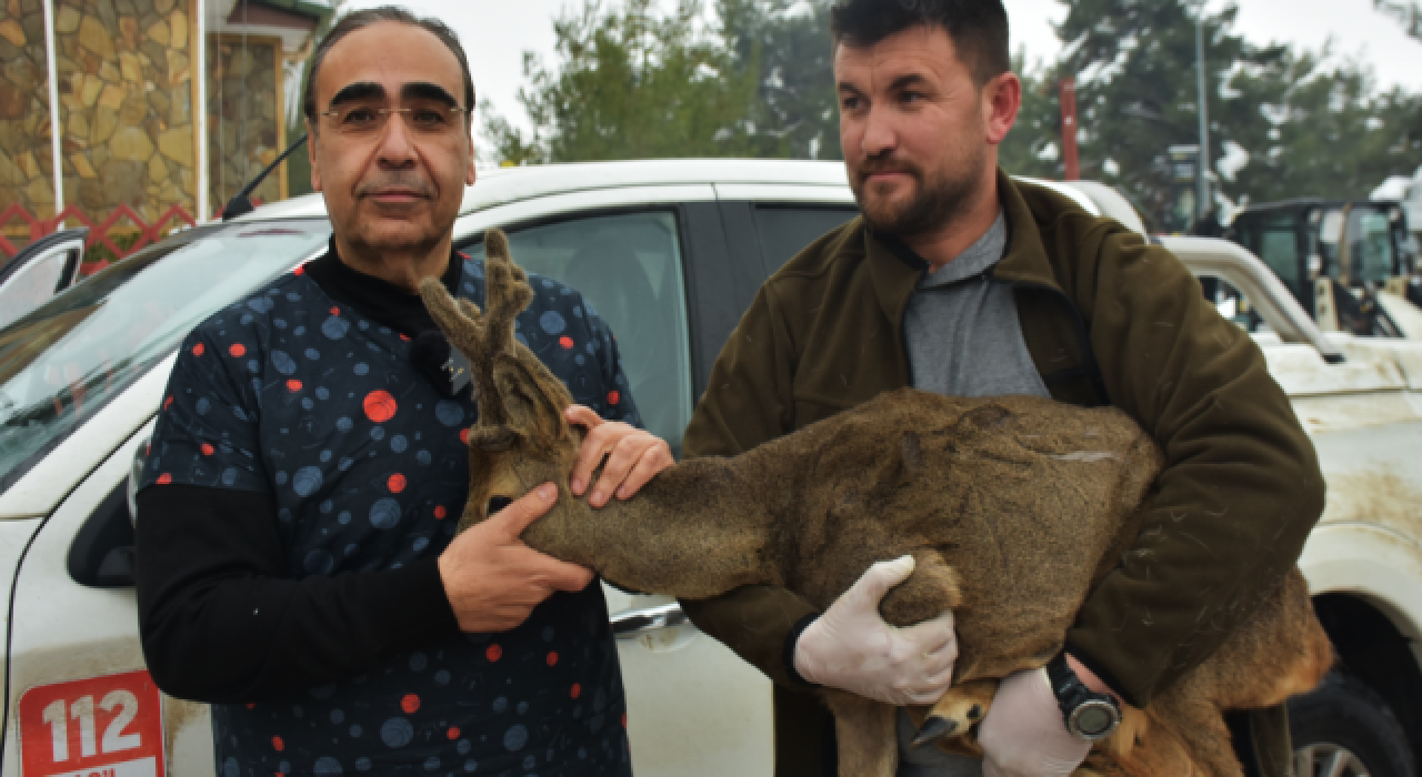 Köpeklerin saldırısına uğrayan karaca tedavi altına alındı