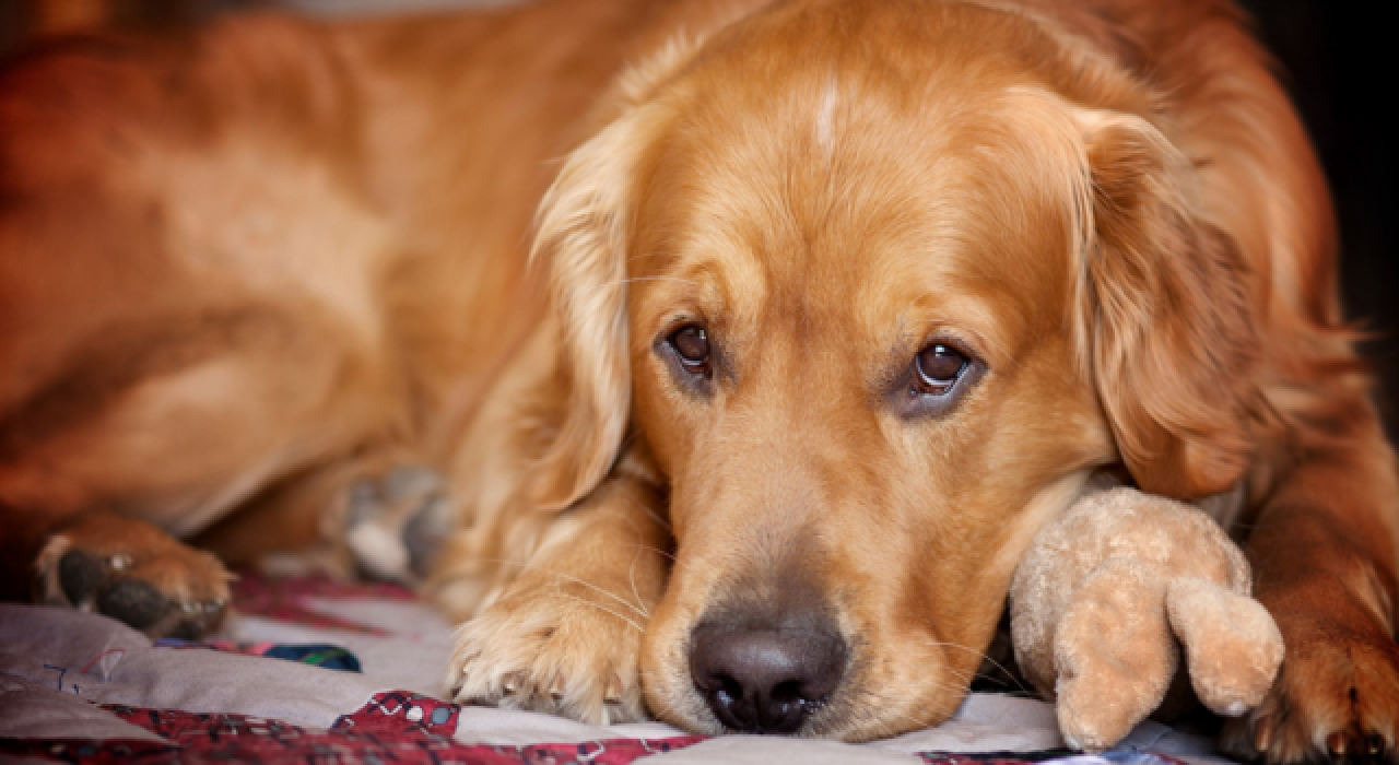 Türkiye genelinde 20 bin 843 köpek kayıt altına alındı