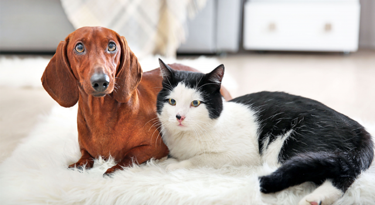 2021’in en popüler kedi ve köpek isimleri açıklandı