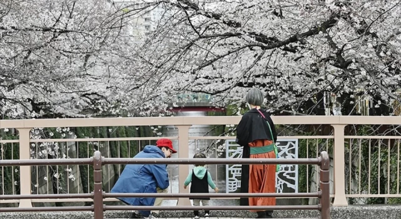 Japonya'da ilkbahar başlangıcının simgesi sakuralar açtı