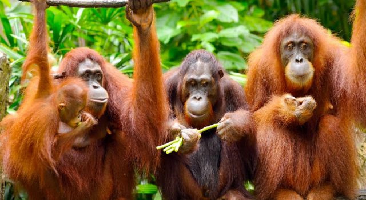 Orangutanlar havalı olduklarını göstermek için yeni argo sözcükler geliştiriyor