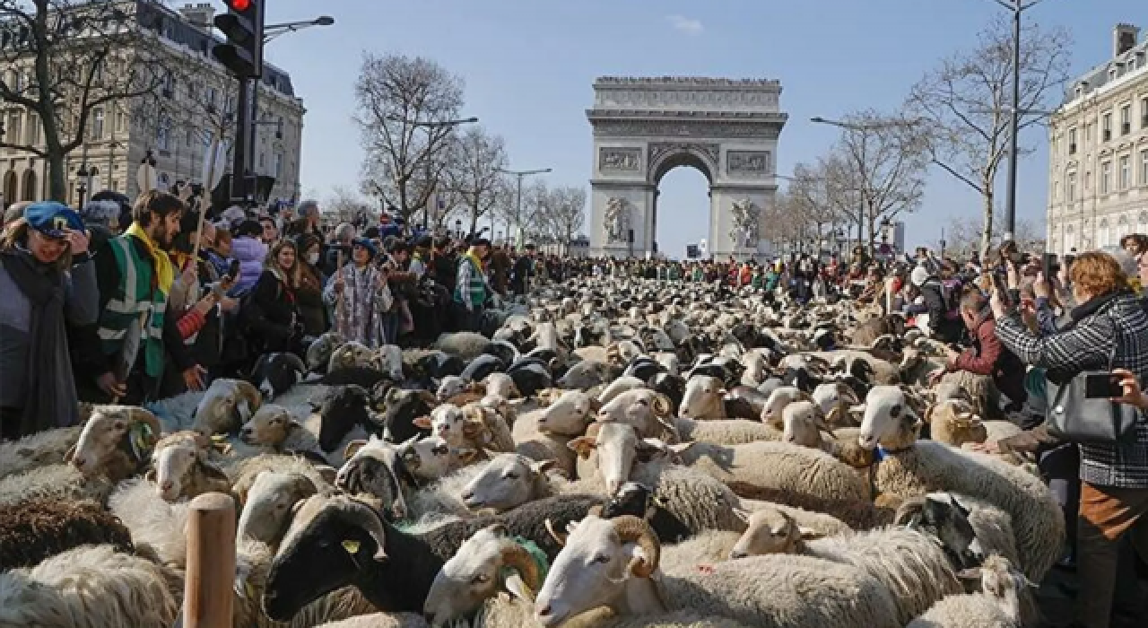 Paris'in ünlü caddesini koyunlarla doldu