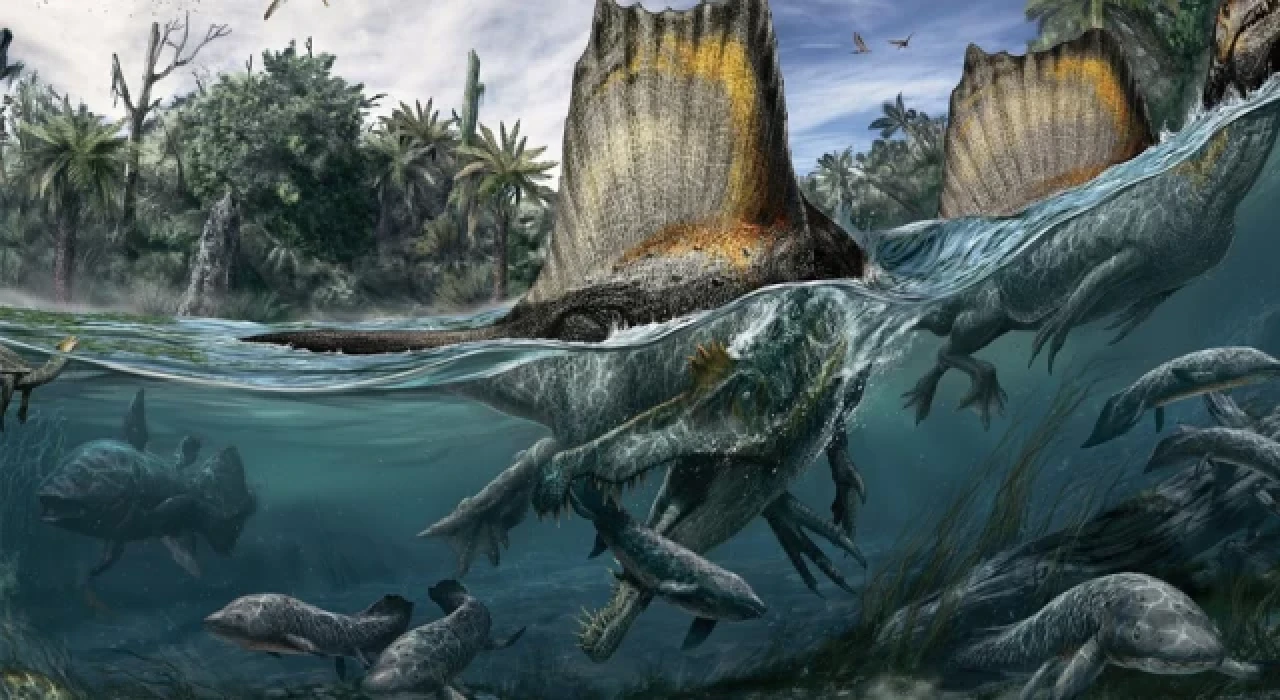 Spinosaurus dinozoru su altında avlanabilecek kemik yoğunluğuna sahip