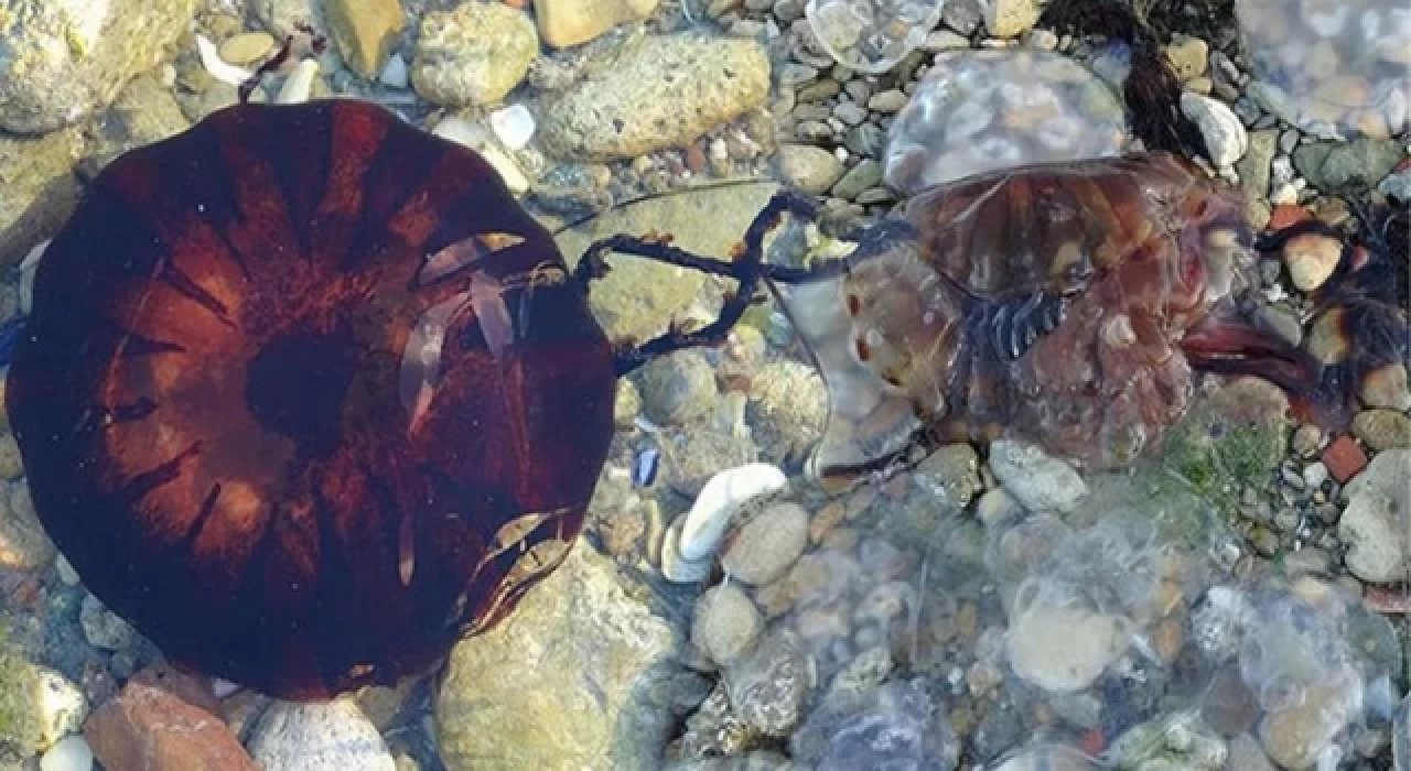 Çanakkale Boğazı'nda zehirli denizanaları görüldü: Uzmanlardan uyarılar