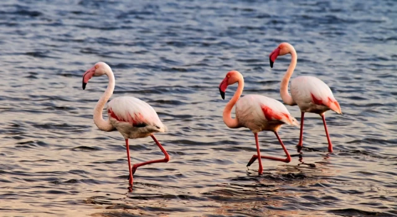 Flamingolar Eber Gölü'ne renk kattı