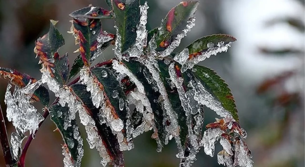 Meteoroloji'den 4 il için zirai don uyarısı