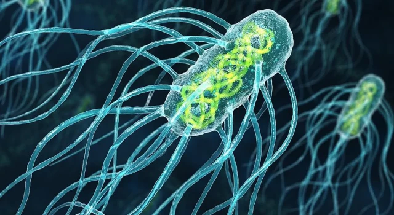 Salmonella virüsü nedir, ne demek? Kinder Salmonella hastalığı belirtileri neler?