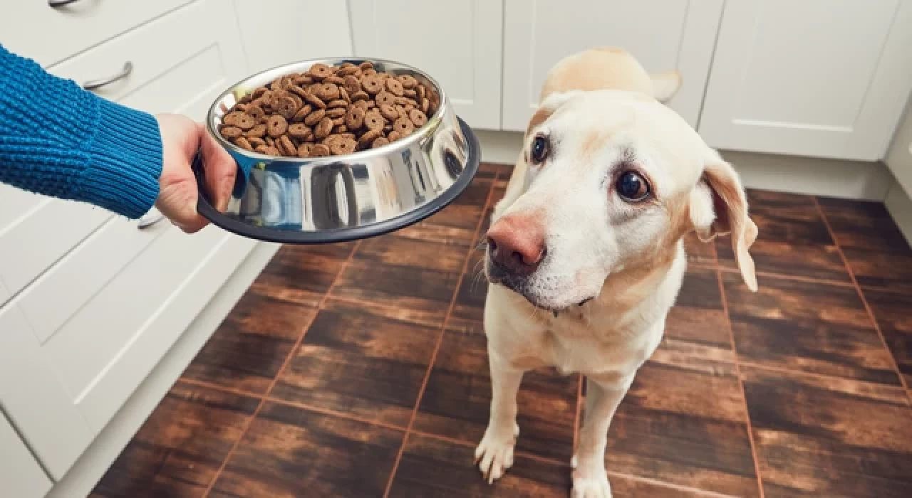 Vegan beslenen köpekler daha mı sağlıklı?