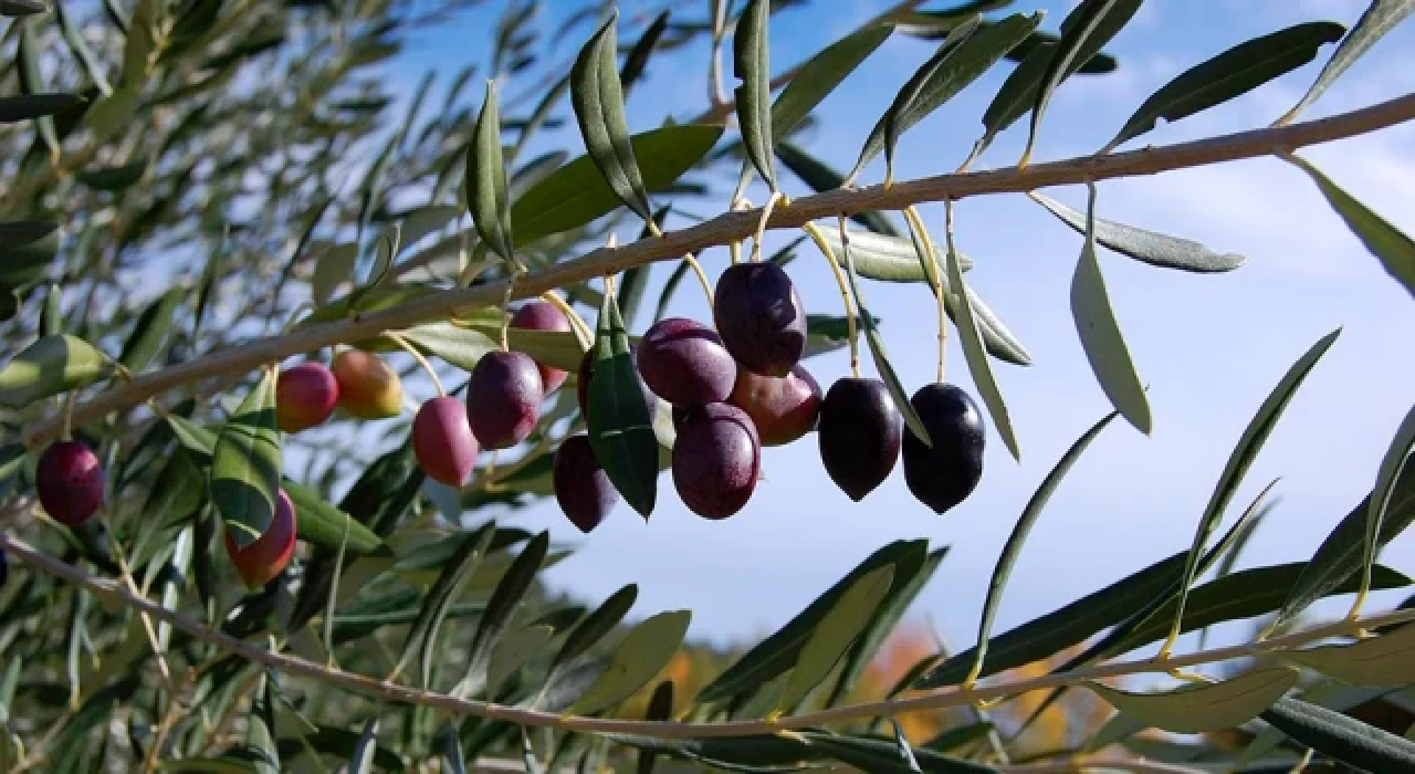 Zeytin yönetmeliğine durdurma kararı