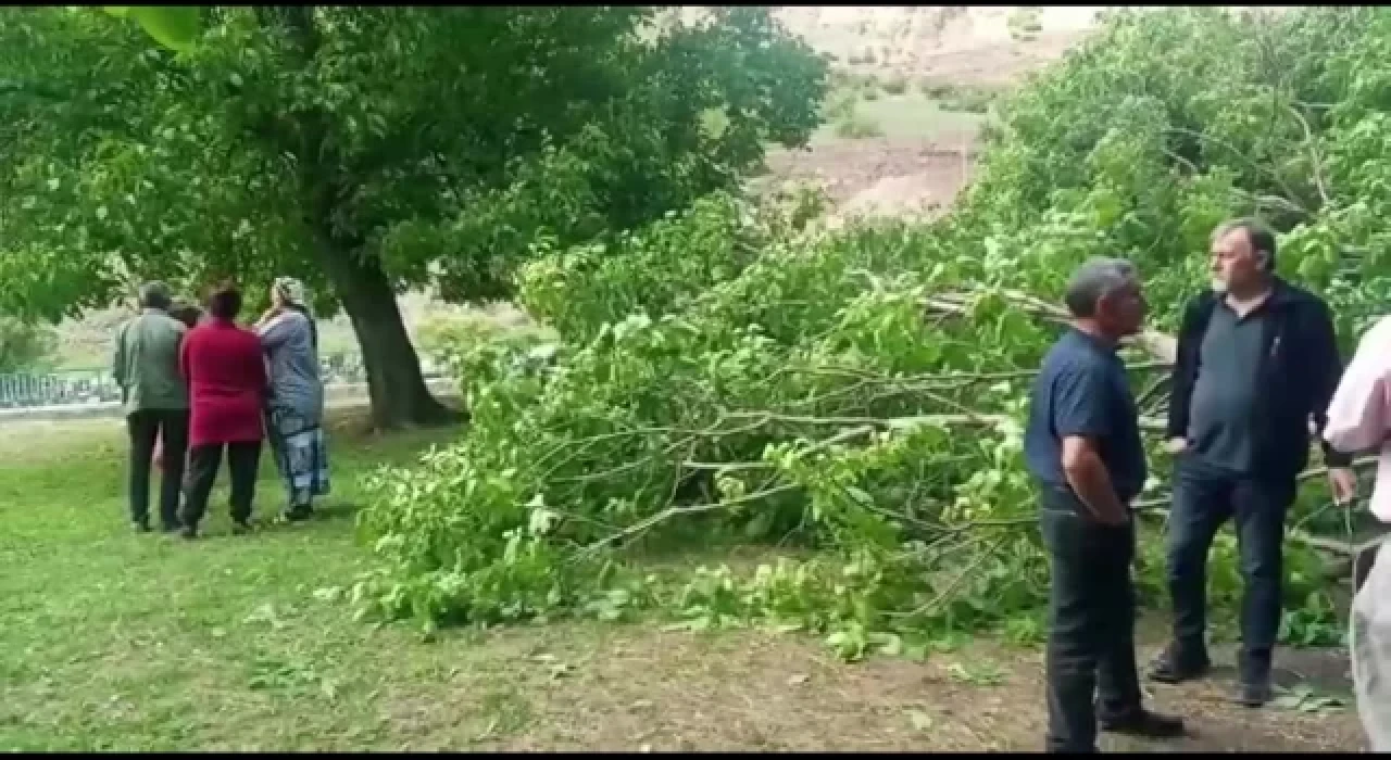 Artvin'de mahkeme sonuçlanmadan HES için ağaçlar kesildi