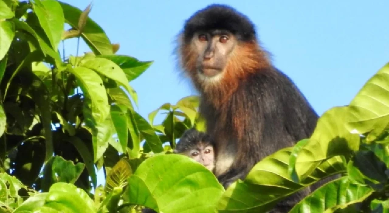 Borneo'da gizemli bir melez maymun görüldü